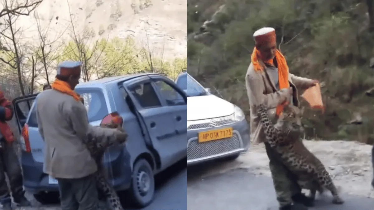 india-is-not-for-beginners-old-video-of-leopard-playing-with-commuters-in-himachal-goes-viral-internet-reacts